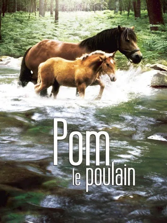 Pom, le poulain