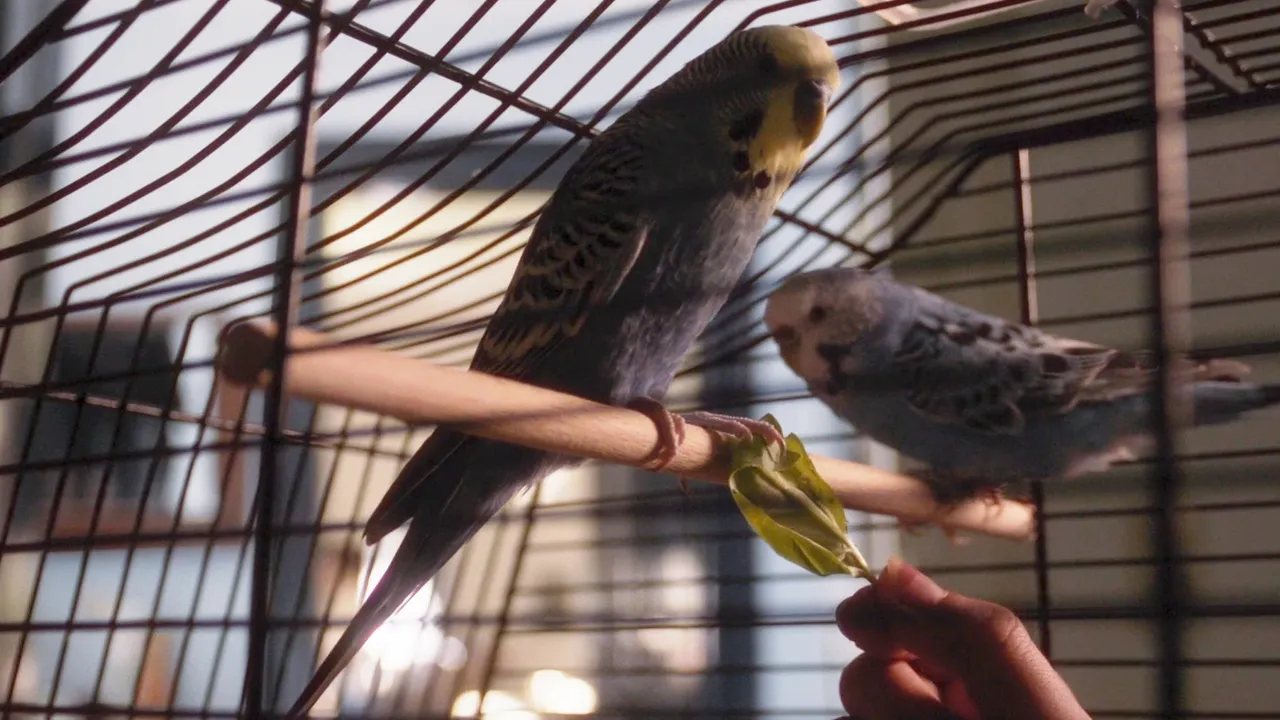 Federding background image