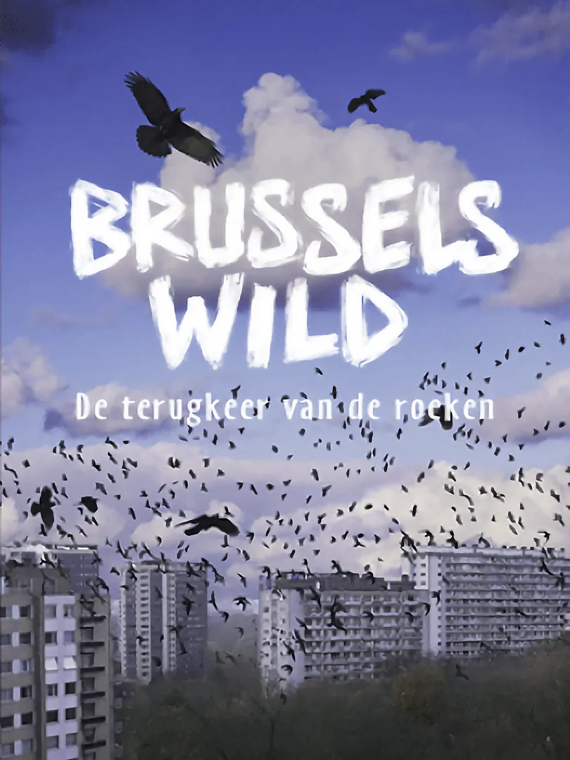 Brussels Wild: de terugkeer van de roeken