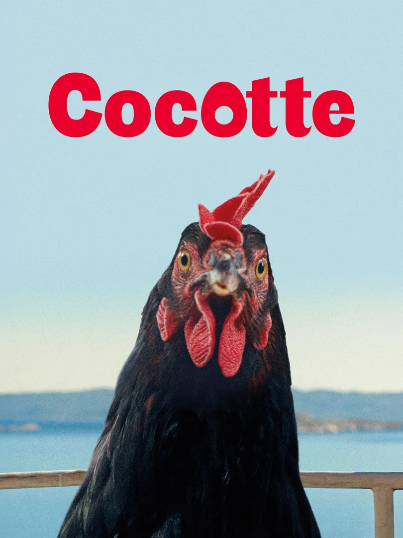 Cocotte