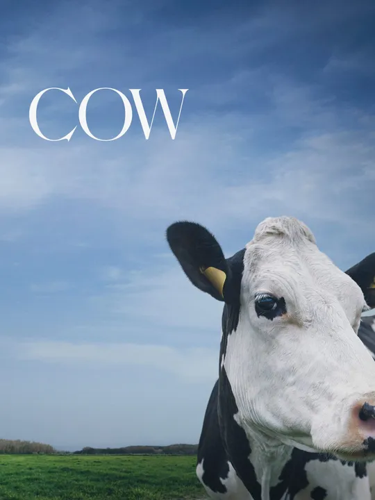 Cow