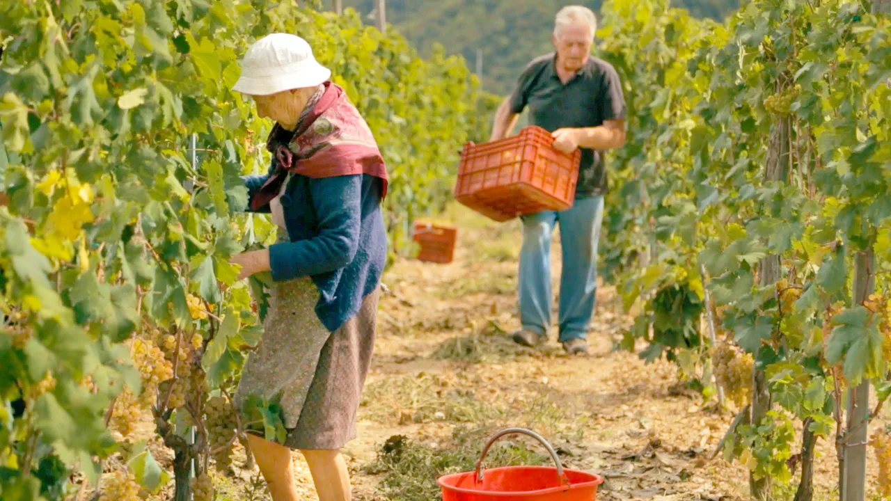 Ciao Aracà background image